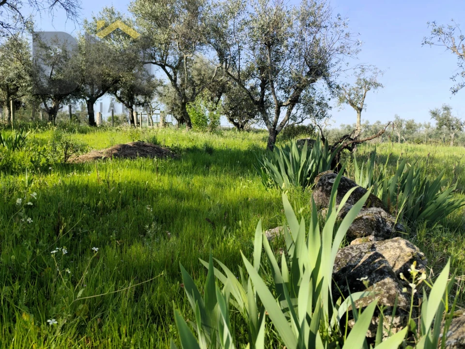 Terreno Agricola ou Rústico para Venda em Póvoa de Rio de Moinhos e Cafede Foto 5