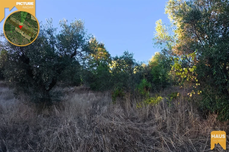 Terreno Agricola ou Rústico para Venda em Freixial e Juncal do Campo Foto 10