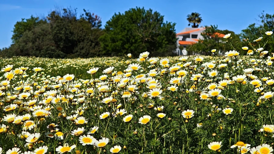 Moradia T3 para Venda em Guia Foto 45