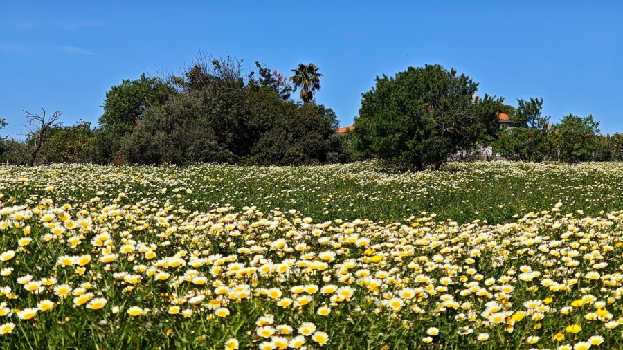 Moradia T3 para Venda em Guia Foto 3