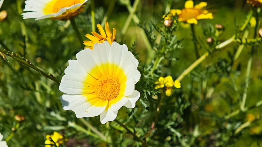 Moradia T3 para Venda em Guia Foto 44