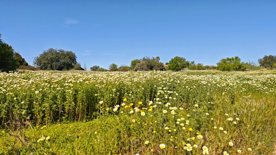 Moradia T3 para Venda em Guia Foto 43