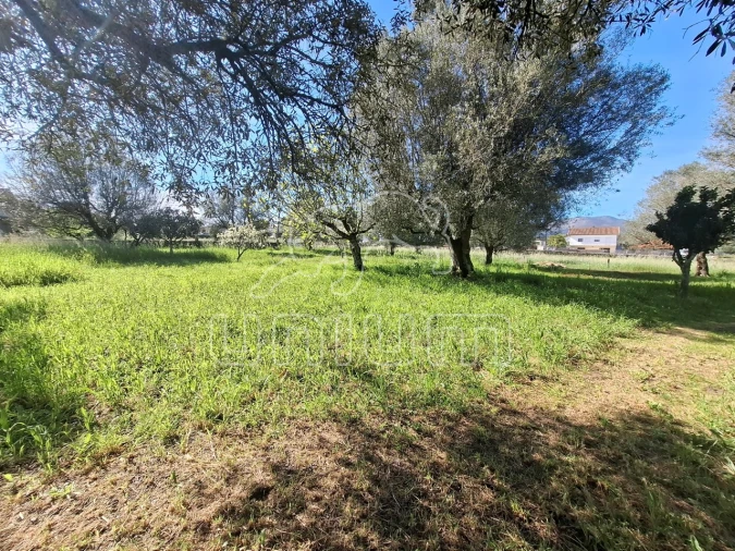 Terreno para Venda em Fontão Foto 6