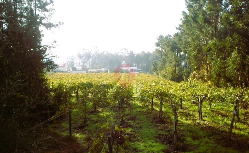 Terreno para Venda em Prado e Remoães Foto 2