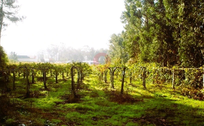 Terreno para Venda em Prado e Remoães Foto 1