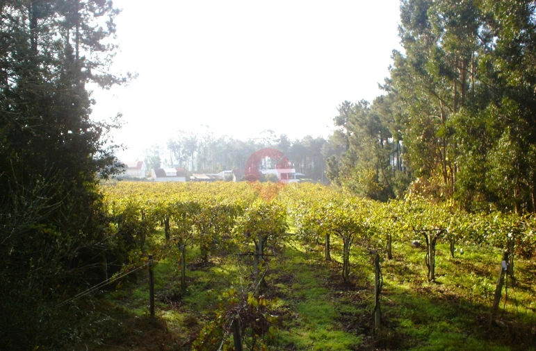 Terreno para Venda em Prado e Remoães Foto 4