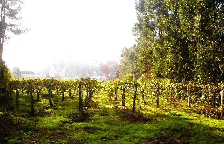 Terreno para Venda em Prado e Remoães Foto 3