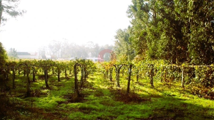 Terreno para Venda em Prado e Remoães