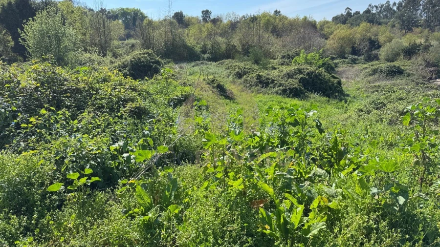 Terreno para Venda em Tabuadelo e São Faustino Foto 13