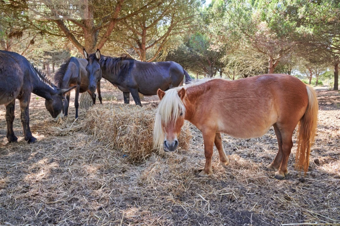 Quinta T7 para Venda em Sesimbra (Castelo) Foto 39