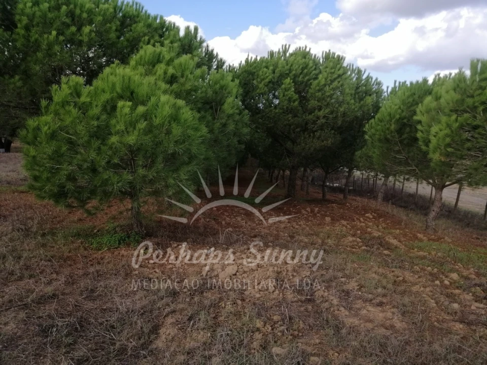 Terreno Misto para Venda em Santiago do Cacém, Santa Cruz e São Bartolomeu da Serra Foto 29