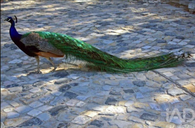 Moradia T3 para Venda em Salir de Matos Foto 17