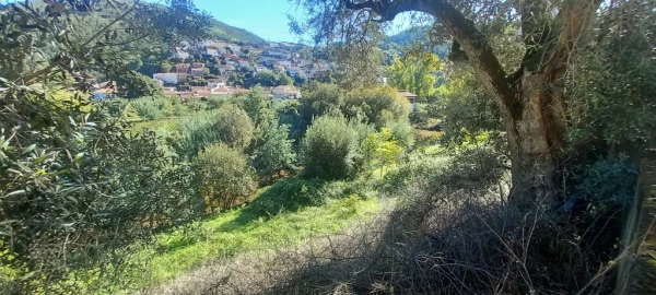 Terreno para Venda em Ceira