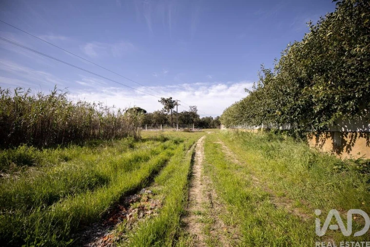 Terreno para Venda em Azeitão (São Lourenço e São Simão) Foto 20