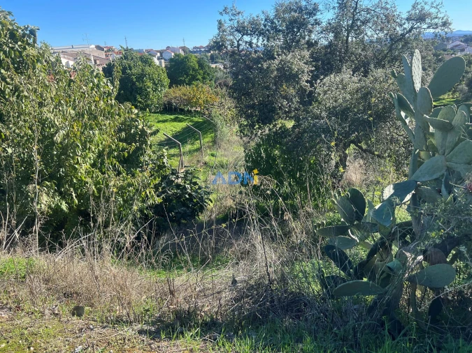 Terreno para Venda em Cebolais de Cima e Retaxo Foto 4