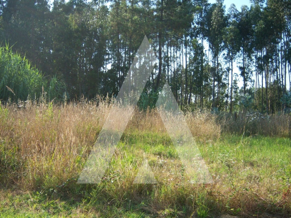 Terreno para Venda em Ílhavo (São Salvador) Foto 1