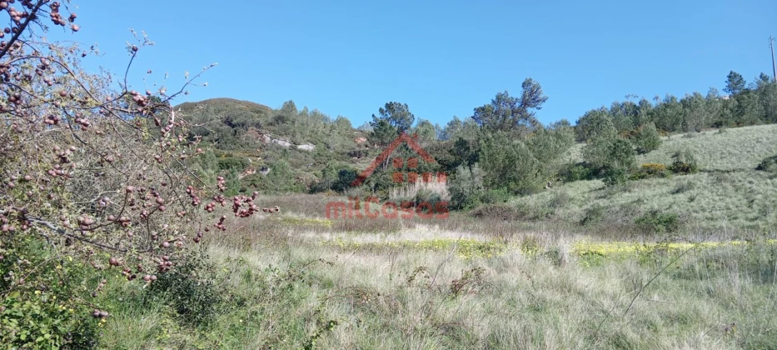 Terreno Agricola ou Rústico para Venda em Carvoeira e Carmões Foto 11