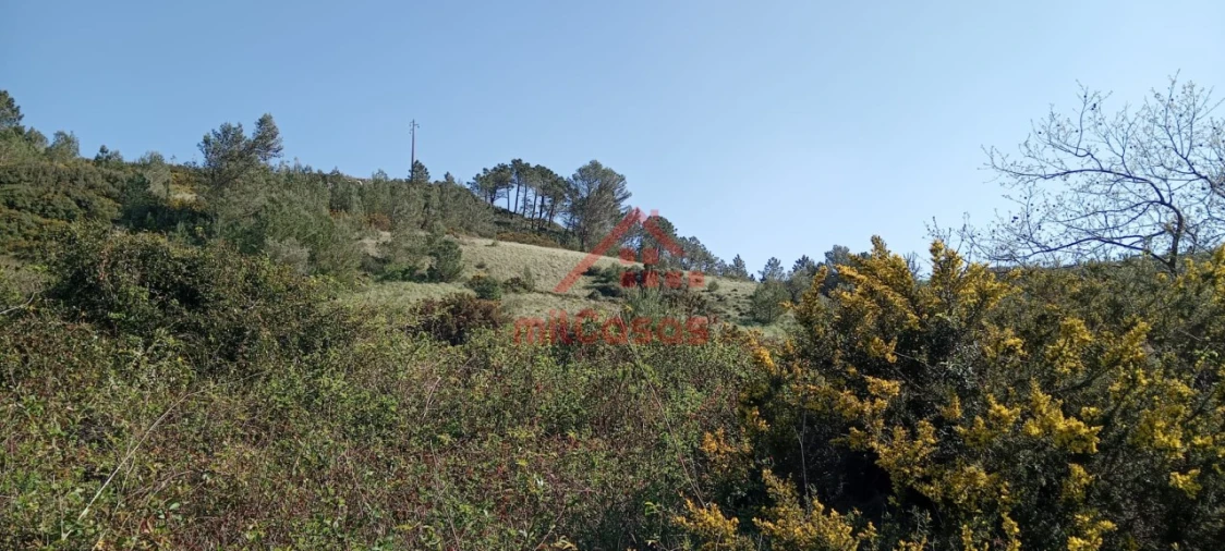 Terreno Agricola ou Rústico para Venda em Carvoeira e Carmões Foto 12