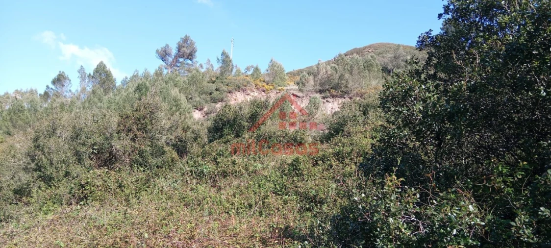 Terreno Agricola ou Rústico para Venda em Carvoeira e Carmões Foto 14