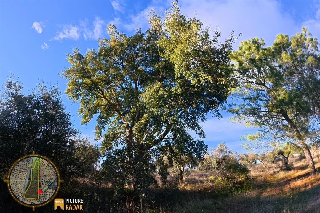Terreno Agricola ou Rústico para Venda em Salgueiro do Campo Foto 22