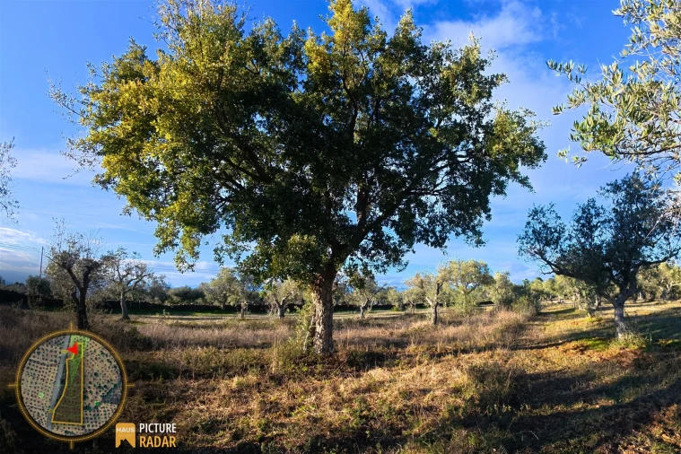 Terreno Agricola ou Rústico para Venda em Salgueiro do Campo Foto 28