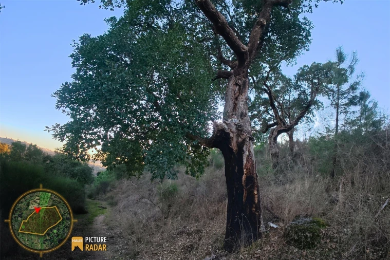 Terreno Agricola ou Rústico para Venda em Póvoa de Rio de Moinhos e Cafede Foto 25