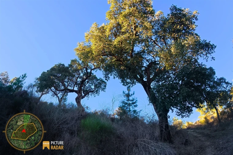 Terreno Agricola ou Rústico para Venda em Póvoa de Rio de Moinhos e Cafede Foto 9