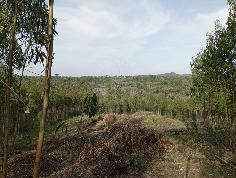 Terreno para Venda em Santiago do Cacém, Santa Cruz e São Bartolomeu da Serra Foto 2