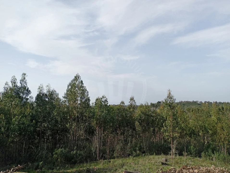 Terreno para Venda em Santiago do Cacém, Santa Cruz e São Bartolomeu da Serra Foto 4