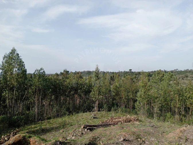 Terreno para Venda em Santiago do Cacém, Santa Cruz e São Bartolomeu da Serra Foto 6