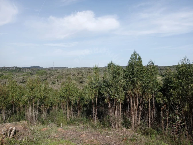 Terreno para Venda em Santiago do Cacém, Santa Cruz e São Bartolomeu da Serra Foto 11