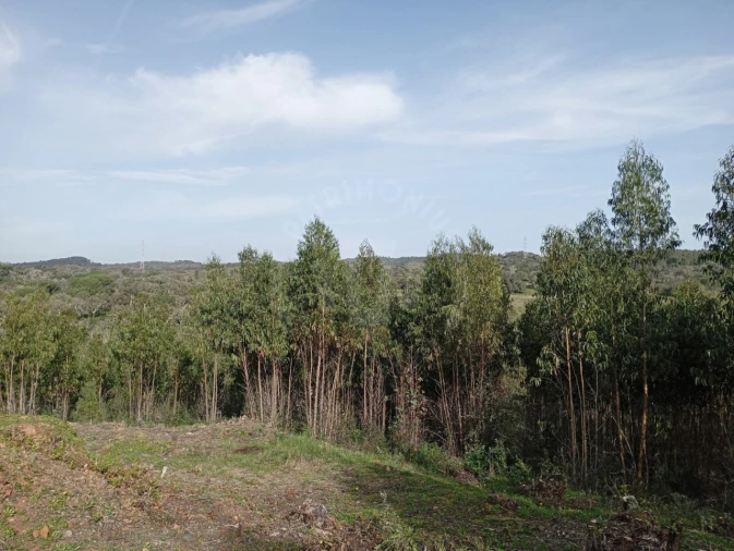 Terreno para Venda em Santiago do Cacém, Santa Cruz e São Bartolomeu da Serra Foto 12