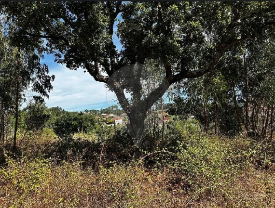 Terreno Agricola ou Rústico para Venda em Olalhas Foto 5