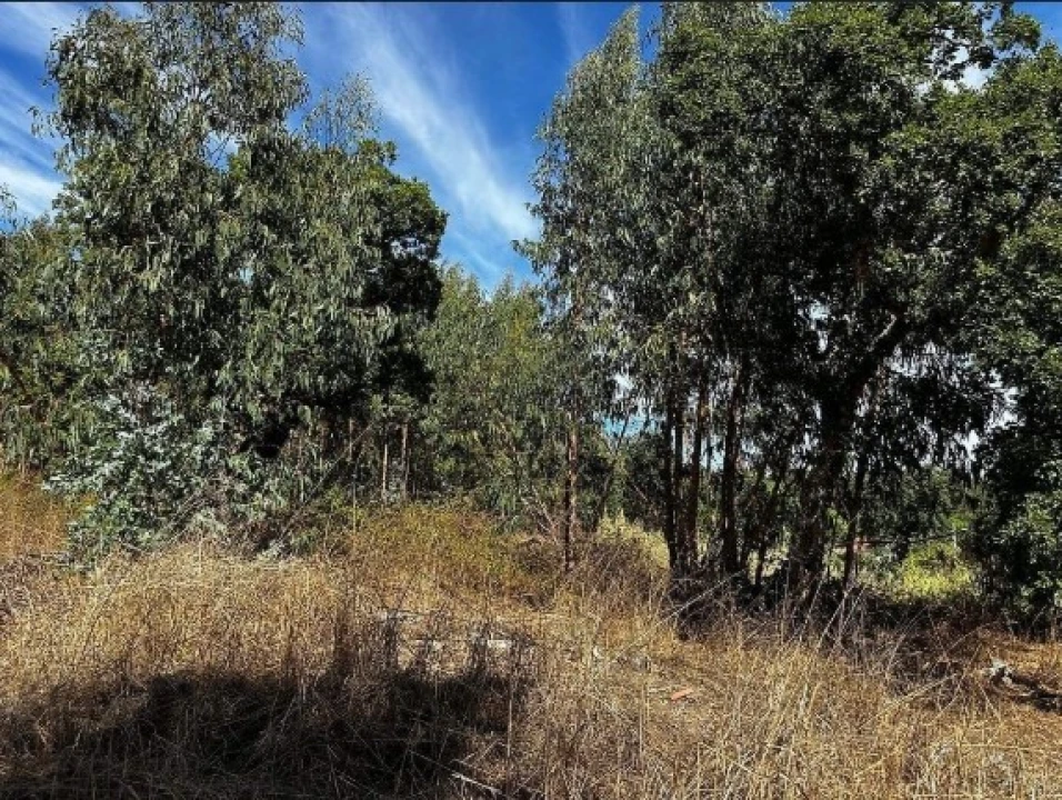 Terreno Agricola ou Rústico para Venda em Olalhas Foto 9