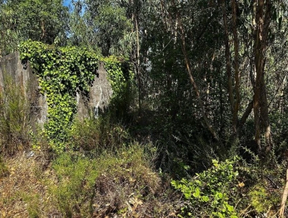 Terreno Agricola ou Rústico para Venda em Olalhas Foto 10