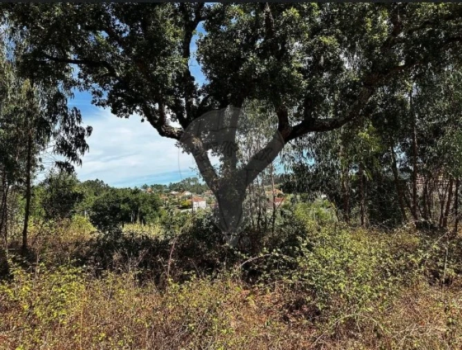 Terreno Agricola ou Rústico para Venda em Olalhas Foto 5