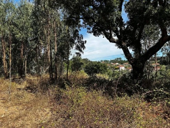 Terreno Agricola ou Rústico para Venda em Olalhas Foto 7