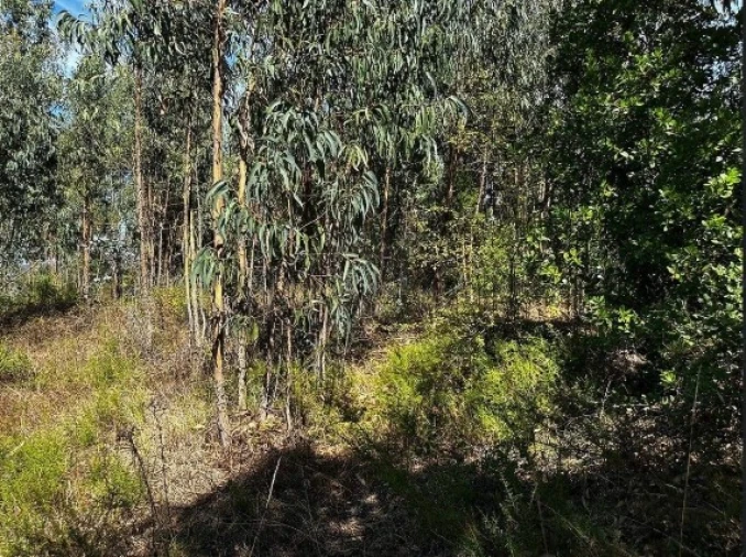 Terreno Agricola ou Rústico para Venda em Olalhas Foto 8