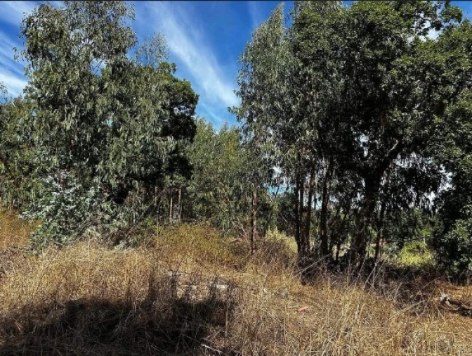 Terreno Agricola ou Rústico para Venda em Olalhas Foto 9