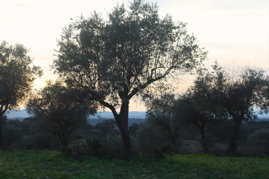 Terreno Agricola ou Rústico para Venda em Rosmaninhal Foto 1