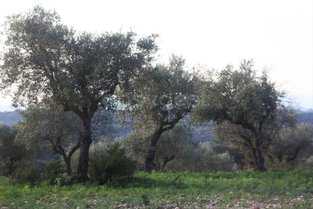 Terreno Agricola ou Rústico para Venda em Rosmaninhal Foto 3
