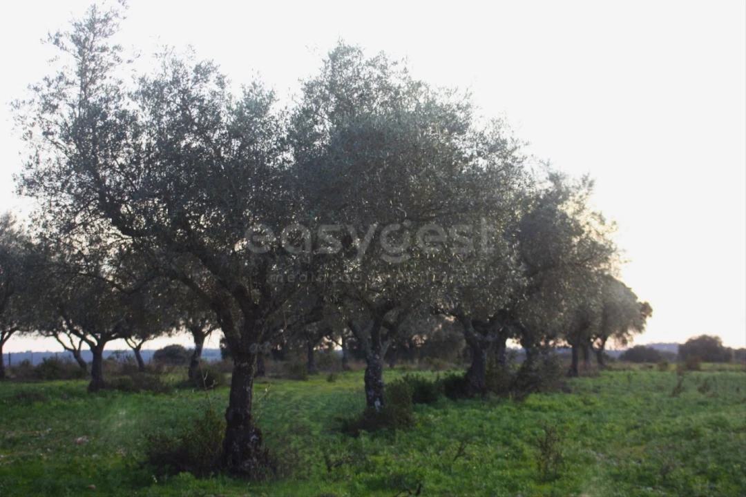 Terreno Agricola ou Rústico para Venda em Rosmaninhal Foto 4