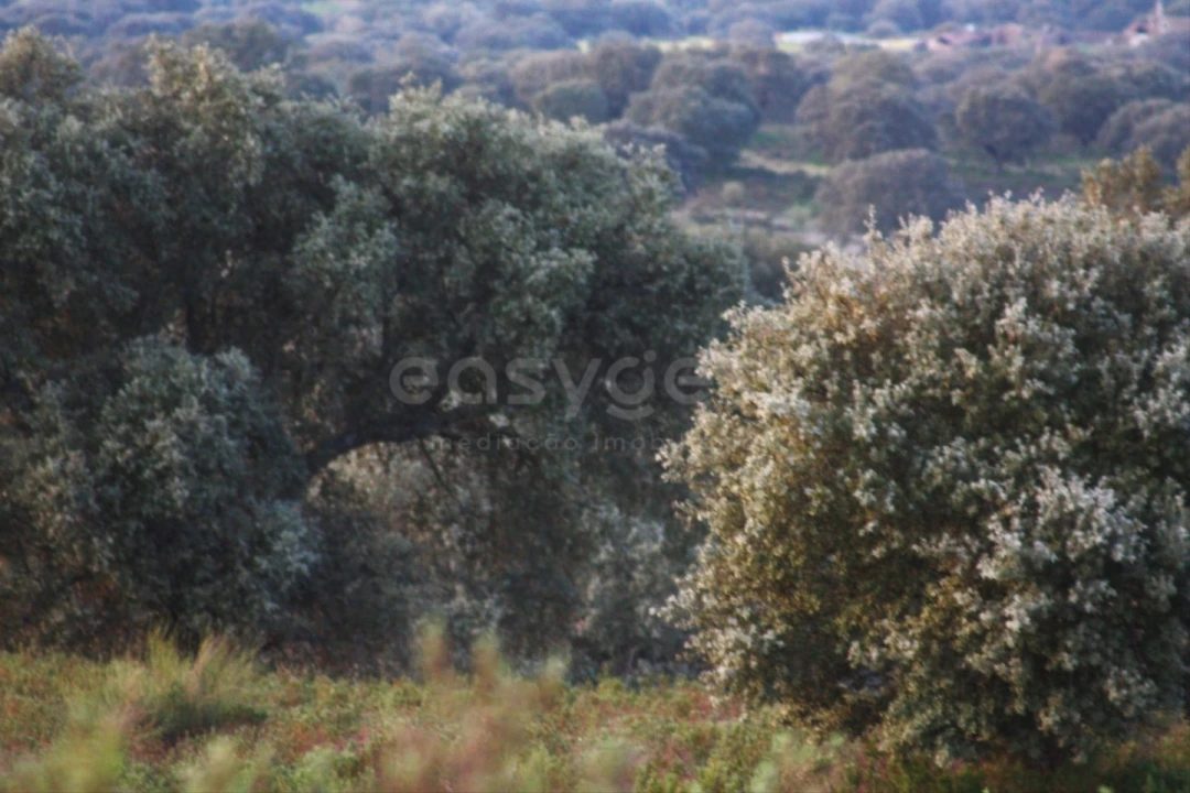 Terreno Agricola ou Rústico para Venda em Rosmaninhal Foto 6