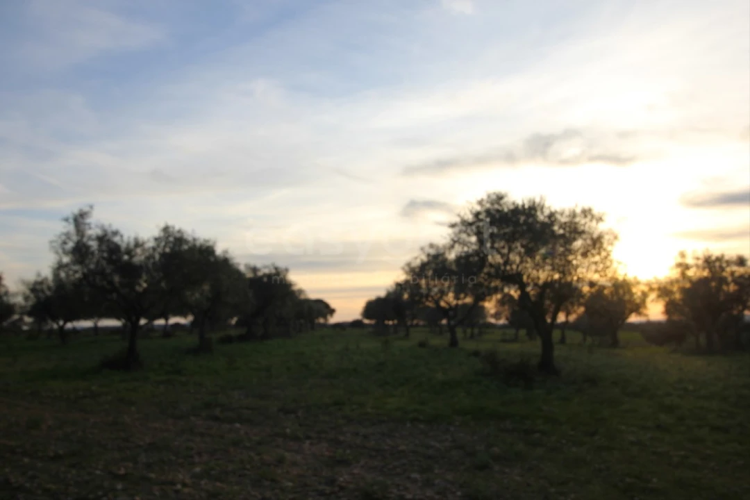 Terreno Agricola ou Rústico para Venda em Rosmaninhal Foto 8