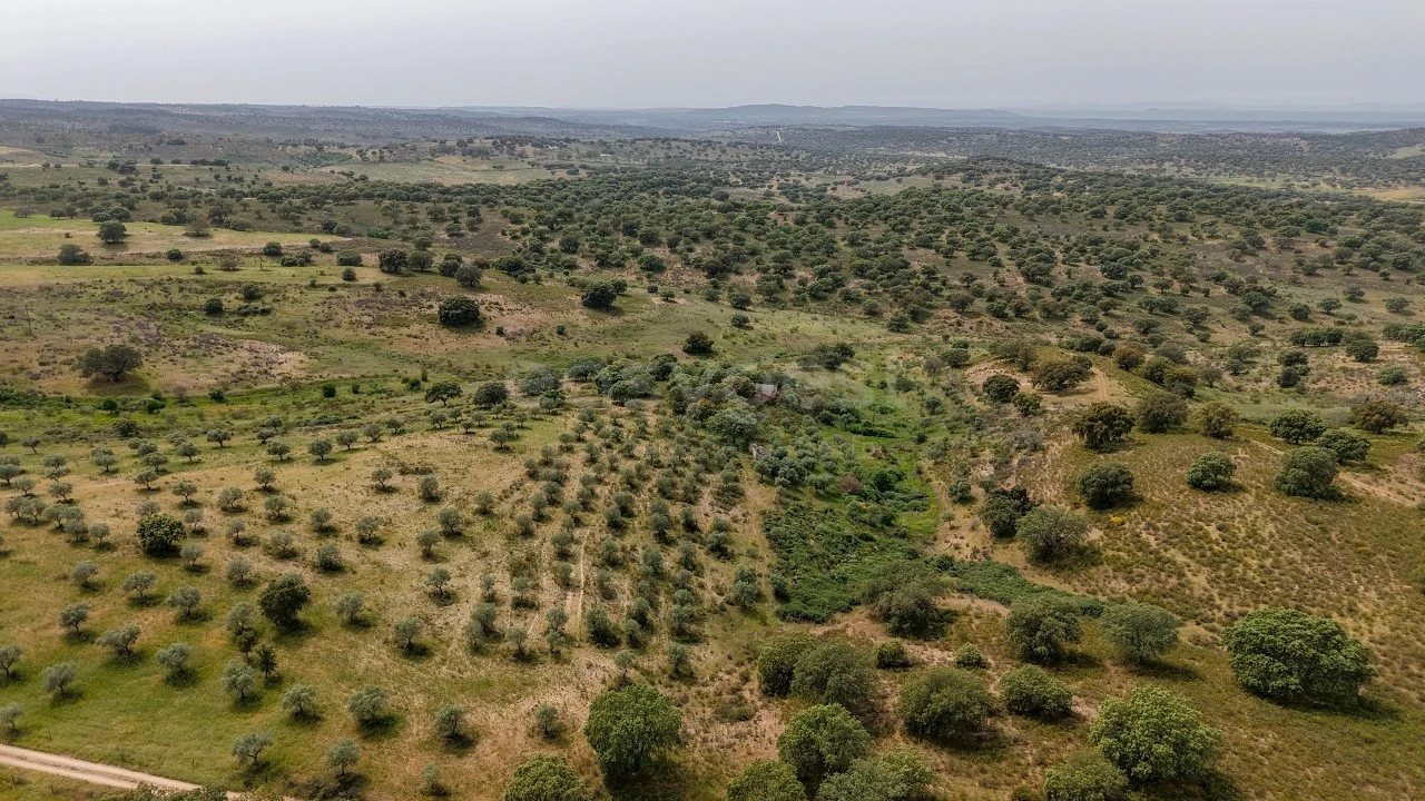 Terreno Agricola ou Rústico para Venda em Rosmaninhal Foto 9