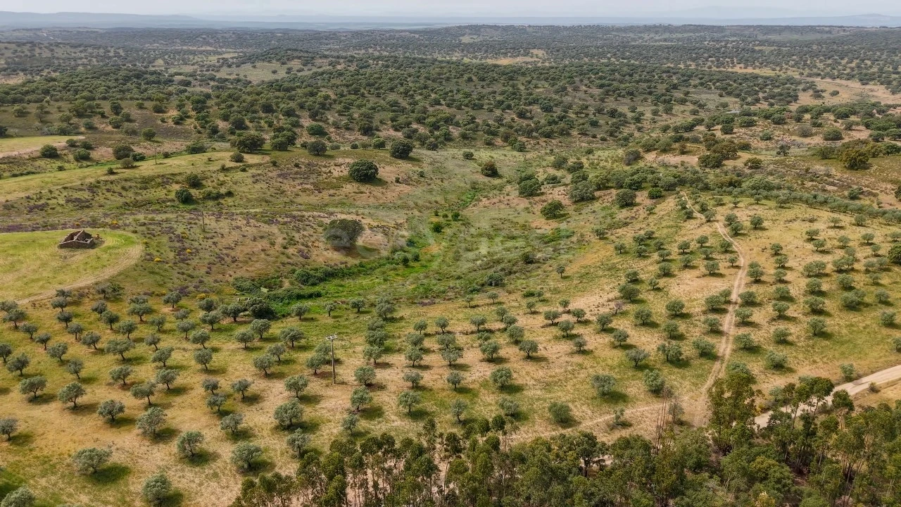 Terreno Agricola ou Rústico para Venda em Rosmaninhal Foto 11