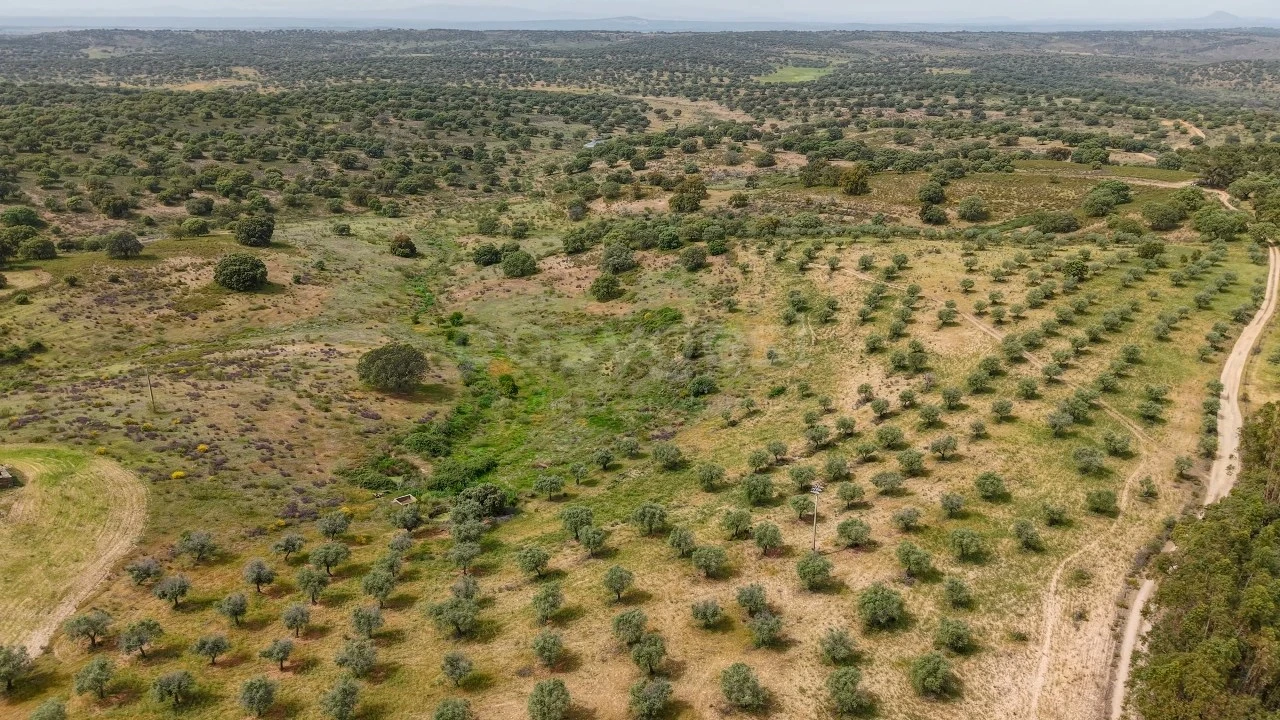 Terreno Agricola ou Rústico para Venda em Rosmaninhal Foto 12