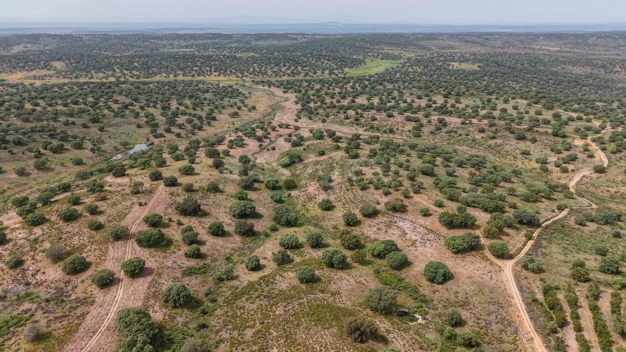 Terreno Agricola ou Rústico para Venda em Rosmaninhal Foto 17