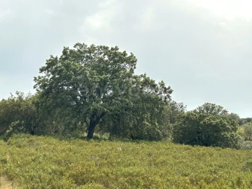 Terreno Agricola ou Rústico para Venda em Rosmaninhal