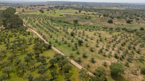 Terreno Agricola ou Rústico para Venda em Rosmaninhal